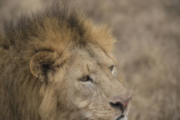 Close up of male lion\'s head showing mane and eyes, lion looking right. Tarangire National Park, Tanzania, Africa