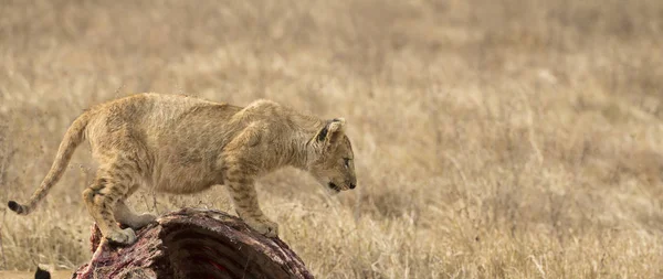 Lion cub, standing on carcass of wildebeest, looking down as if ready to jump, dried grass in background. Tarangire National Park, Tanzania, Africa