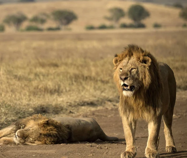 Male lion standing looking forward as second lion sleeps, Tarangire National Park, Tanzania, Africa
