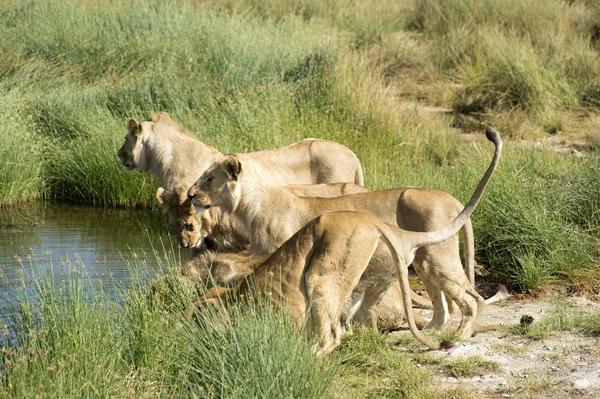 Group of lions, Panthera leo , in a row, drinking at pool, surrounded by green grass. One tail high in the air as they lean forward to drink. Tarangire National Park, Tanzania, Africa.