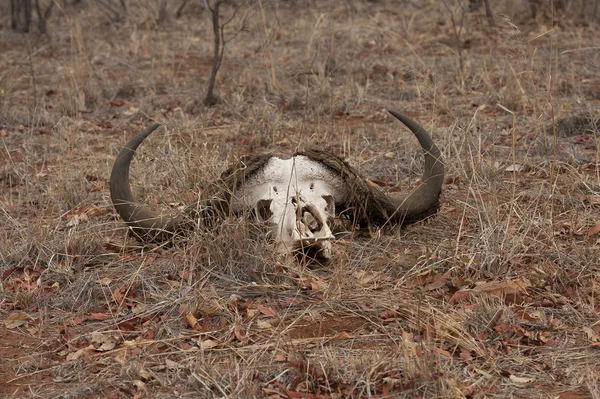 African Buffalo skull with horns on bed of dried leaves in Kruger National Park