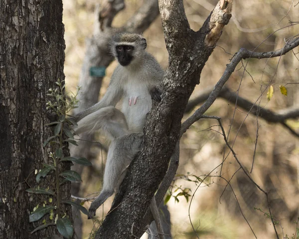 Velvet monkey, Cercopithecidae family native to Africa, nursing female,Kruger National Park, South Africa