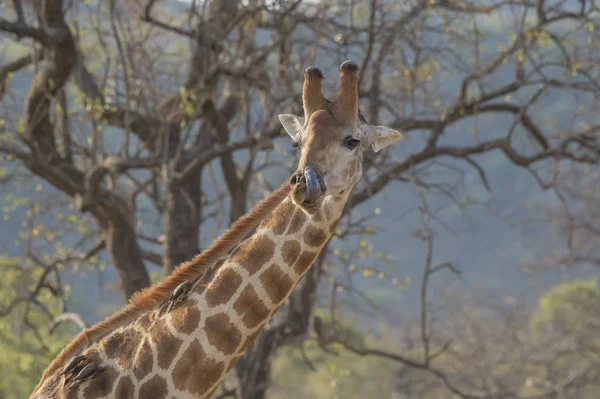 Giraffe with long tongue cleaning his nose with oxpeckers on his back