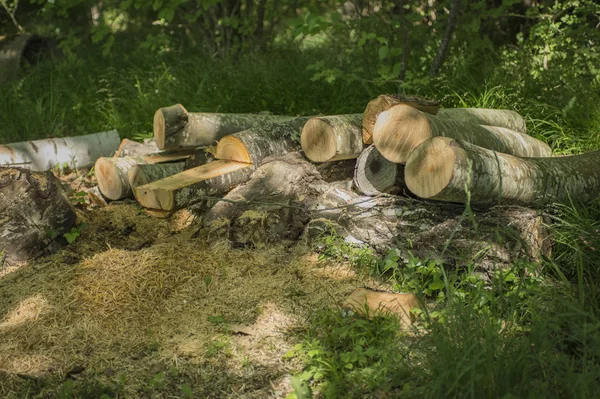 Wood logs in dapple light with green foliage background, logs showing sawed grained ends