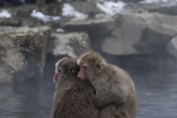 Japanese macaque or snow monkeys, Macaca fuscata , sitting close together on rock of hot spring, looking left. Joshinetsu-Kogen National Park, Nagano, Japan