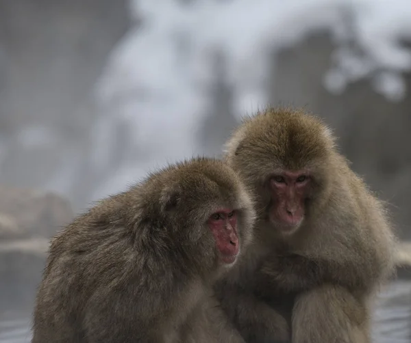 Two Japanese macaque or snow monkeys, Macaca fuscata , sitting on rock of hot spring. Both showing their red faces with big eyes and looking right. Joshinetsu-Kogen National Park, Nagano, Japan