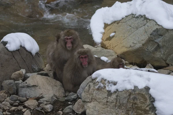 Japanese macaque or snow monkeys, Macaca fuscata , showing red faces sitting on rocks covered in snow. Joshinetsu-Kogen National Park, Nagano, Japan