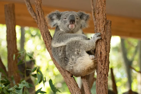 Close up of Koala Bear or Phascolarctos cinereus, sitting high up in branch and leaning back on another branch