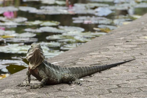 Australian water dragon, ( Physignathus ), looking at camera with blurred water lilies in background