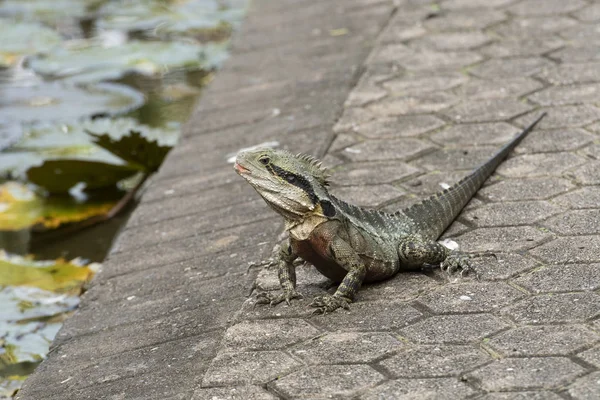 Australian water dragon, ( Physignathus ), sitting on sidewalk looking left with blurred water lilies in background