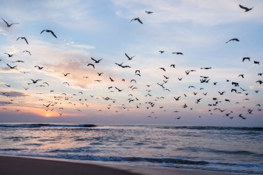 Deniz, California uçan martıları sürüsü ile güzel gün batımı