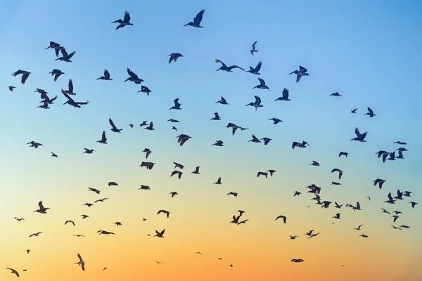 日落时的飞鸟 瓜达卢佩沙丘国家保护区 — 图库照片