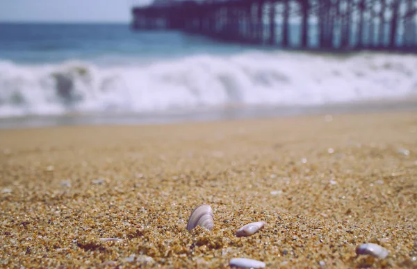 Seashells on the beach Close Up, Sea and Pier in Background, Concept, Copy Space