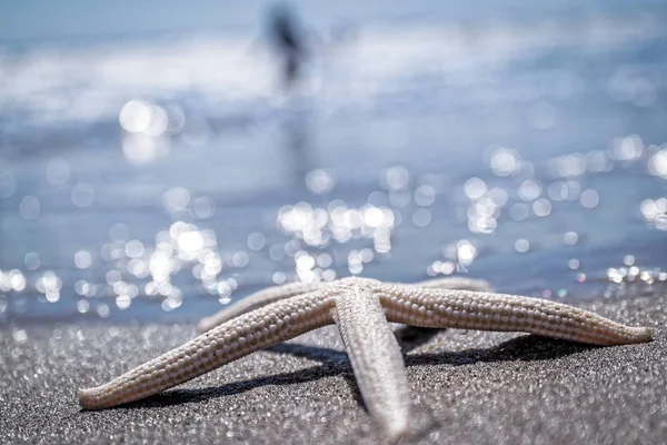 Seestern Meeresufer Blauer Hintergrund Mit Bokeh — Stockfoto