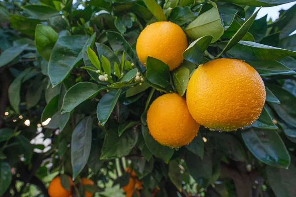 Naranjo Con Naranjas Maduras Jardín —  Fotos de Stock