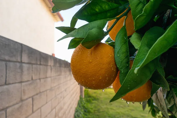 Frutos Naranja Con Gotas Agua Una Rama Naranjo —  Fotos de Stock