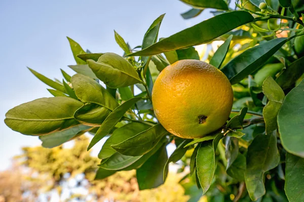 庭で熟した果実とオレンジの木 — ストック写真
