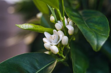 Turuncu ağaç şubesinde güzel çiçeklerle yakın