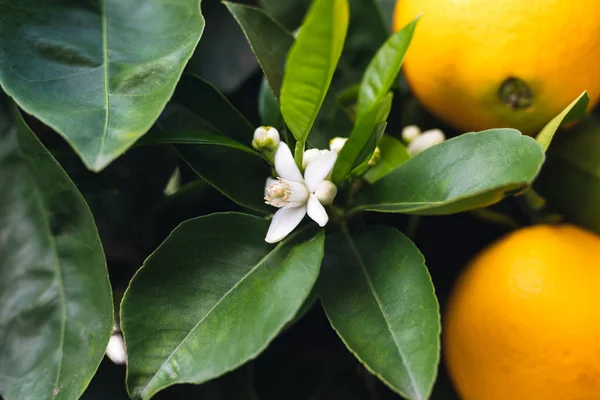 Flores Naranjos Hermosa Temporada Cuando Los Árboles Tienen Frutos Maduros —  Fotos de Stock