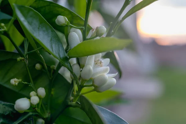 Orange trees in bloom, flowers on an orange tree branch, sunset