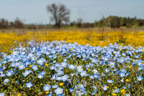 Renkli yaban çiçekleri, California süper Bloom sezonu