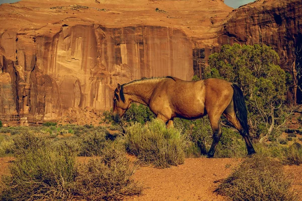 Red Rocks and Horse, Monument Valley, Utah