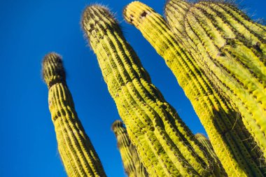 Cactus yakın çekim, mavi gökyüzü arka planda. Wrigley Botanical Gardens & Memorial, Catalina Adası, Kaliforniya