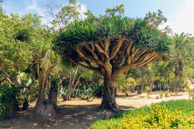Tropical Plants, Wrigley Botanical Gardens & Memorial in Catalina Adası, Kaliforniya. 