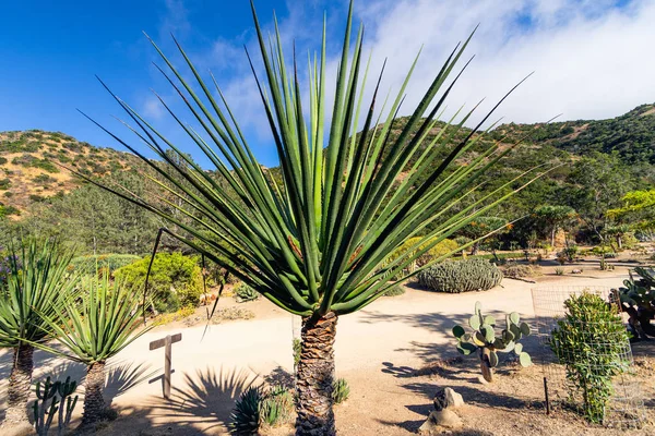 Ботанический Сад Мемориал Ригли Острове Каталина Калифорния — стоковое фото