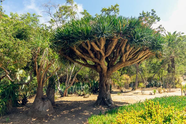Tropical Plants, Wrigley Botanical Gardens & Memorial in Catalina Adası, Kaliforniya. 