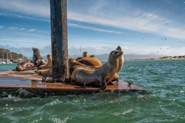 Morro Bay, California şirketinde Seals