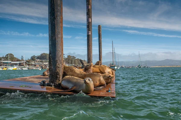 Robben Der Morro Bay Kalifornien — Stockfoto