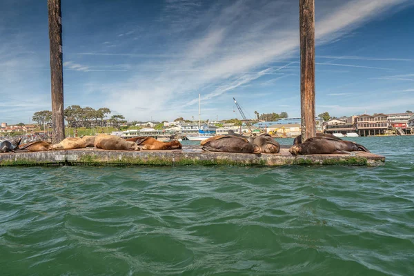Robben Der Morro Bay Kalifornien — Stockfoto