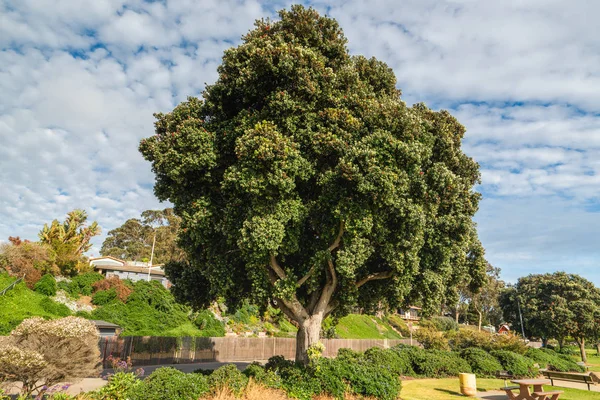 Pohutukawa Tree Státní Park Morro Bay Kalifornie — Stock fotografie