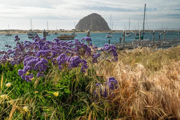 Flowers, Morro Bay State Park 'ta süper Bloom sezonu. Morro rock ve Yelkenli tekneler güzel görünümü