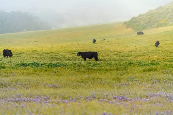Sığır ile Sisli Kırsal Sabah Sahnesi — Stok fotoğraf