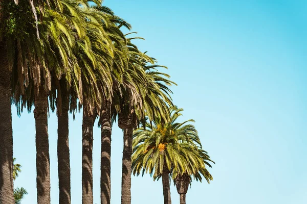 Φοινικόδεντρα και καθαρός γαλάζιος ουρανός, καλοκαιρινό φόντο — Φωτογραφία Αρχείου