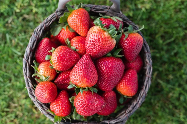 Mand met verse rijpe aardbeien in de tuin — Stockfoto