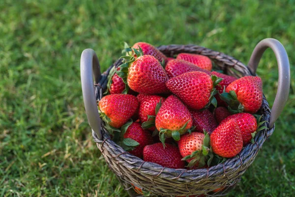 Mand met verse rijpe aardbeien in de tuin — Stockfoto