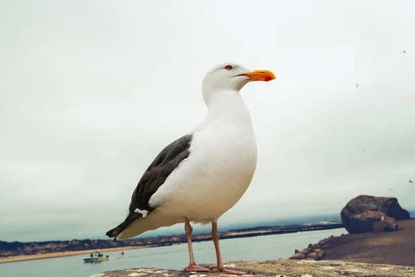 Retrato de la gaviota en la playa —  Fotos de Stock