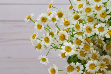 Papatya Çiçek Buketi, Kopya Alanı