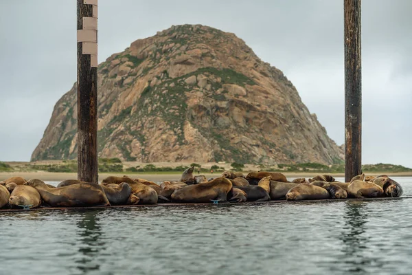 Seelöwen-Lounge auf einem schwimmenden Steg mitten im Hafen von Morro Bay. — Stockfoto