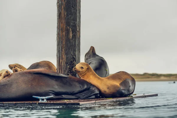 Tuleni v zátoce Morro, pobřeží Kalifornie — Stock fotografie