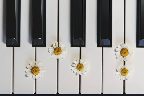 Clavier pour piano et fleurs de camomille. vue du haut, gros plan. Romanc — Photo