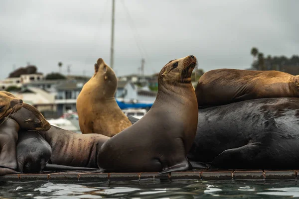 Seelöwen Aus Nächster Nähe Robbenkolonie Auf Schwimmendem Dock — Stockfoto