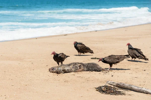 Buitres de Turquía en la playa.Guadalupe Dunes, California —  Fotos de Stock