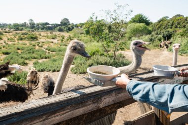  Devekuşu. Hayvanları Besleyen İnsanlar. Kuşlar Bir Kase Dışında Yemek için eğitilirler. Devekuşu Çiftliği, Kaliforniya