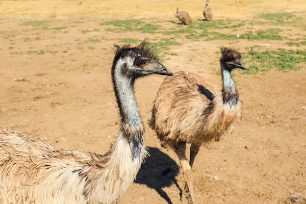 Emu Australiens Största Infödda Fågel — Stockfoto