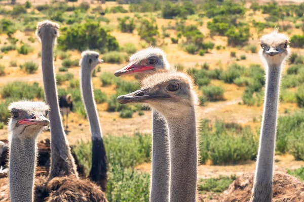 Strutsar porträtt närbild i naturlig bakgrund — Stockfoto