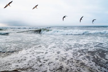 Dramatik Deniz ve Uçan Kuşlar Sürüsü
